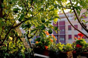 Plantar árboles frutales: decoración y consumo propio